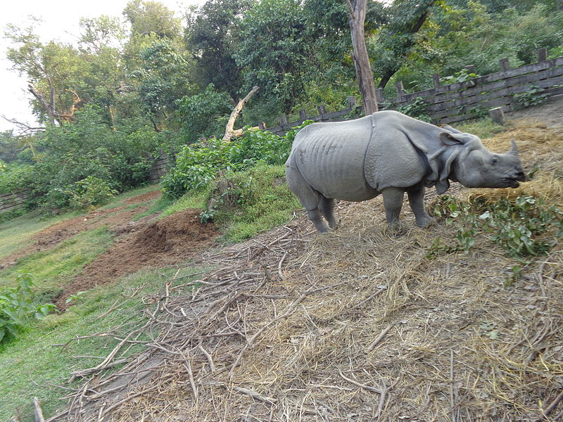 Rhinoceros in Bardiya National Park (taken from Wikimedia Commons)