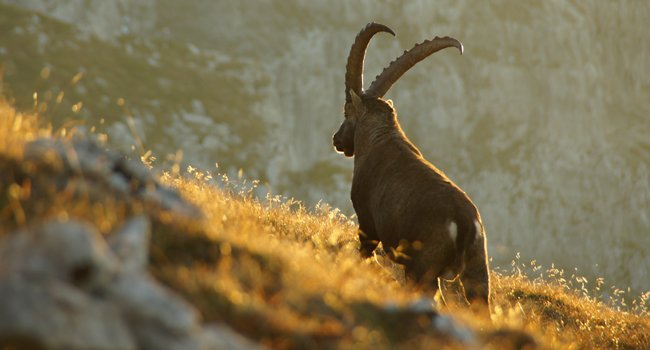 Capra ibex Credit: Felix Bazinet