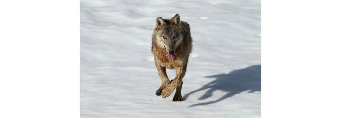 Wolf, seen from a certain distance, featured cut.