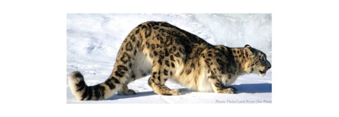 Snow Leopard, featured cut
