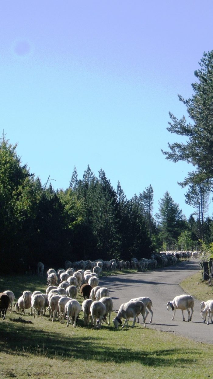 Decline of Sheep and Goat Farming in the EU (3)