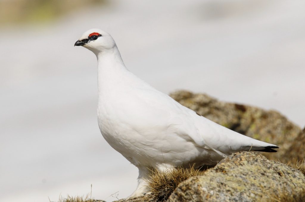 Photo 2. Rock ptarmigan. Photograph provided by Eduardo Viñuales (@eduvinuales)