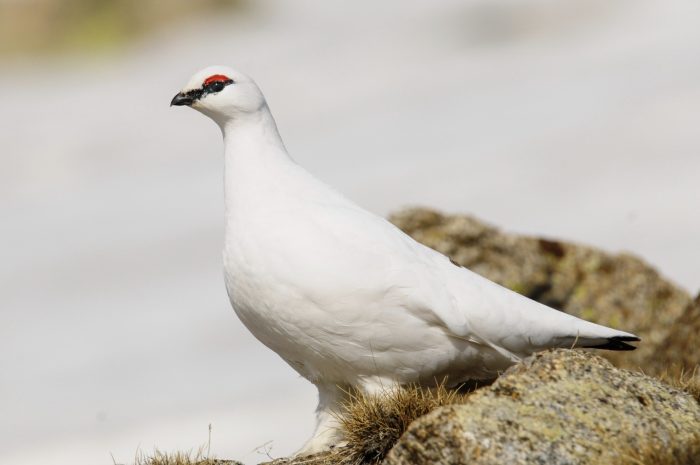 Photo 2. Rock ptarmigan. Photograph provided by Eduardo Viñuales (@eduvinuales)
